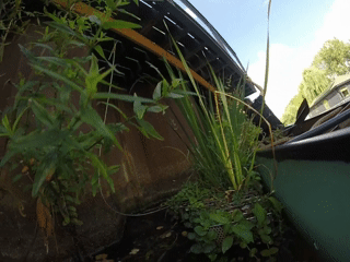 Video groei Flot Oudenbosch