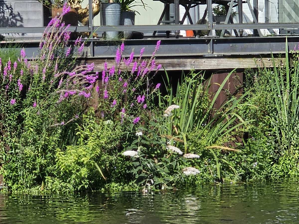 Bloeiende kattenstaart in FLOT-modules langs de damwand in Oudenbosch