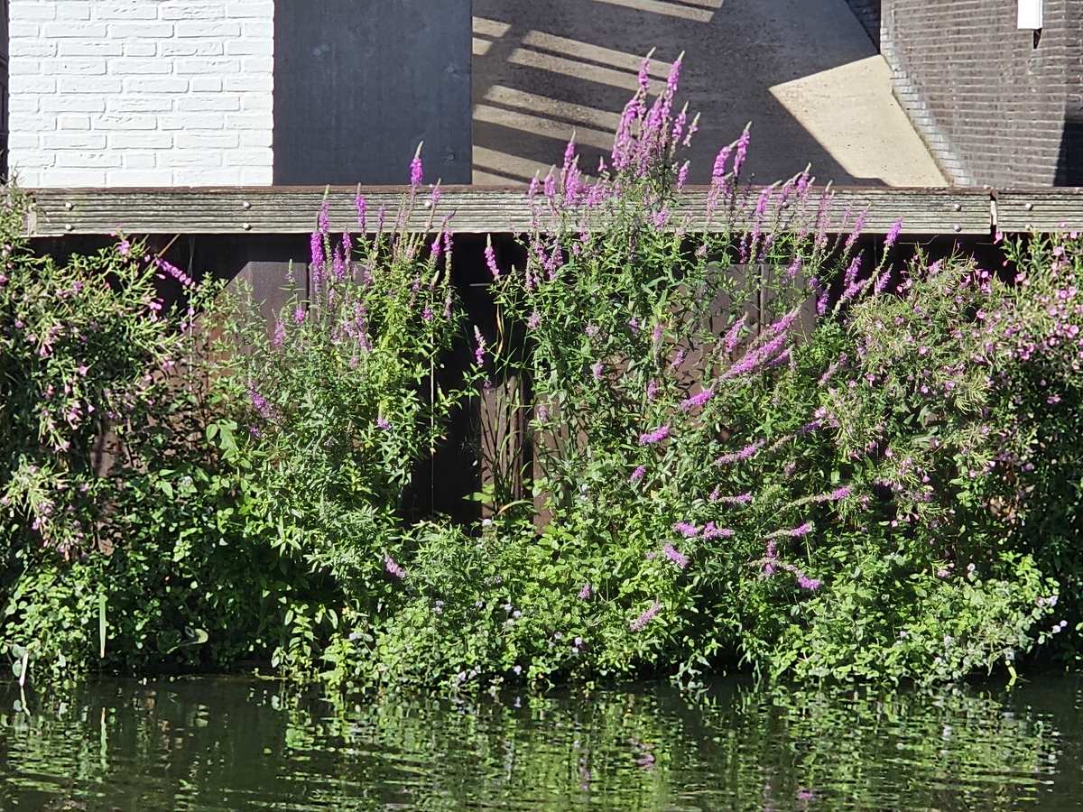 Damwandvergroening met FLOT in haven Oudenbosch, foto 2 van 4